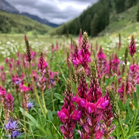 公寓 Daint Chasa Zanoli Parterre