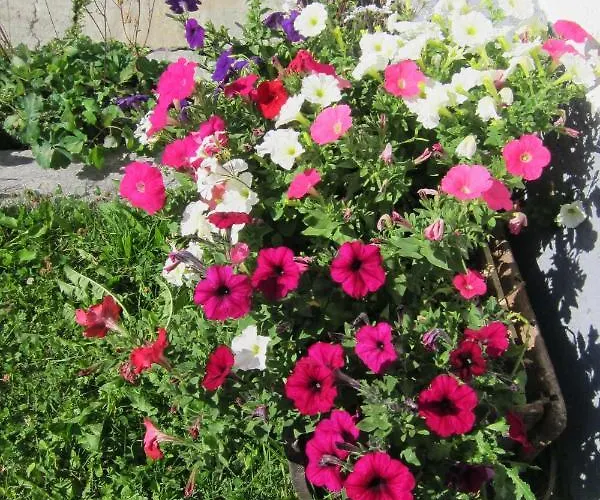 Daint Chasa Zanoli Parterre Apartamento