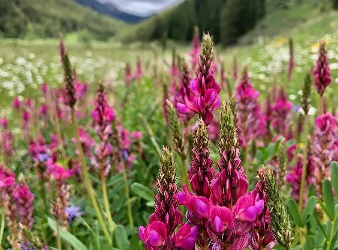 Apartamento Daint Chasa Zanoli Parterre